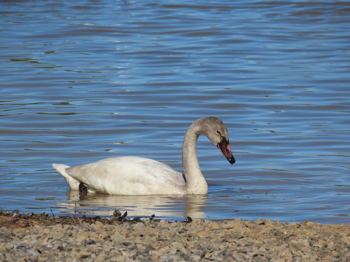 Tundra Swan - ML615276269