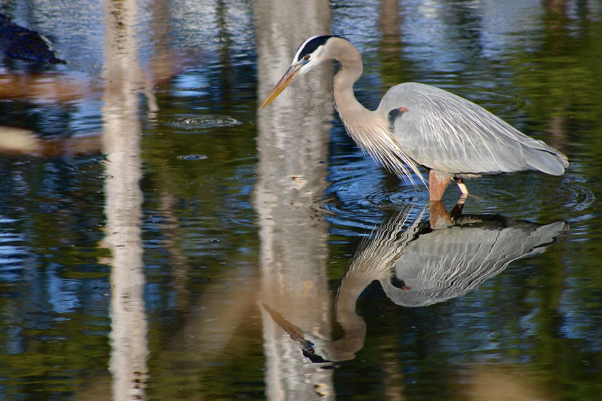 Great Blue Heron - ML615276280