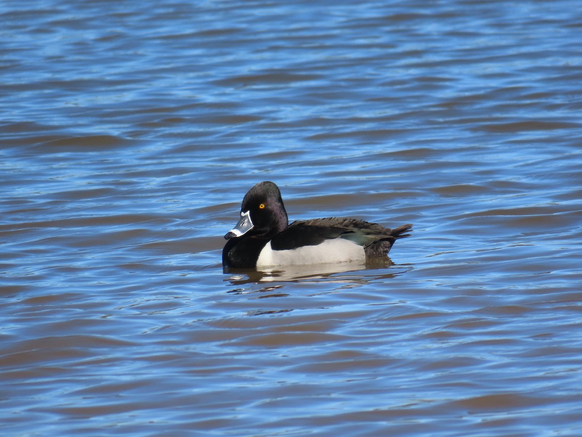 Ring-necked Duck - ML615276289