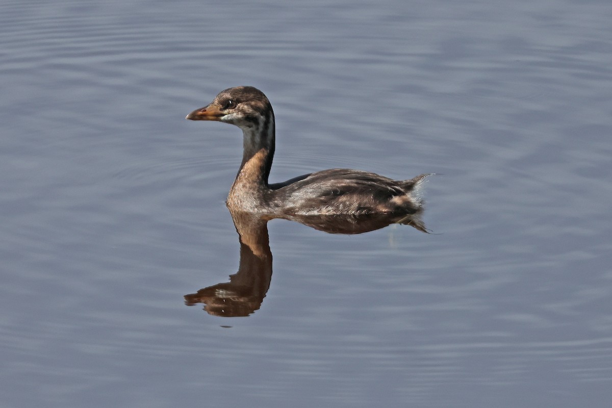 Pied-billed Grebe - ML615276307