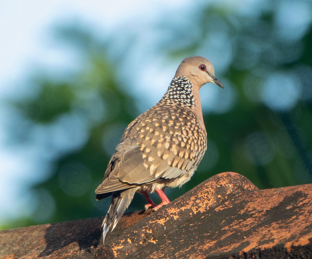 Spotted Dove - ML615276337