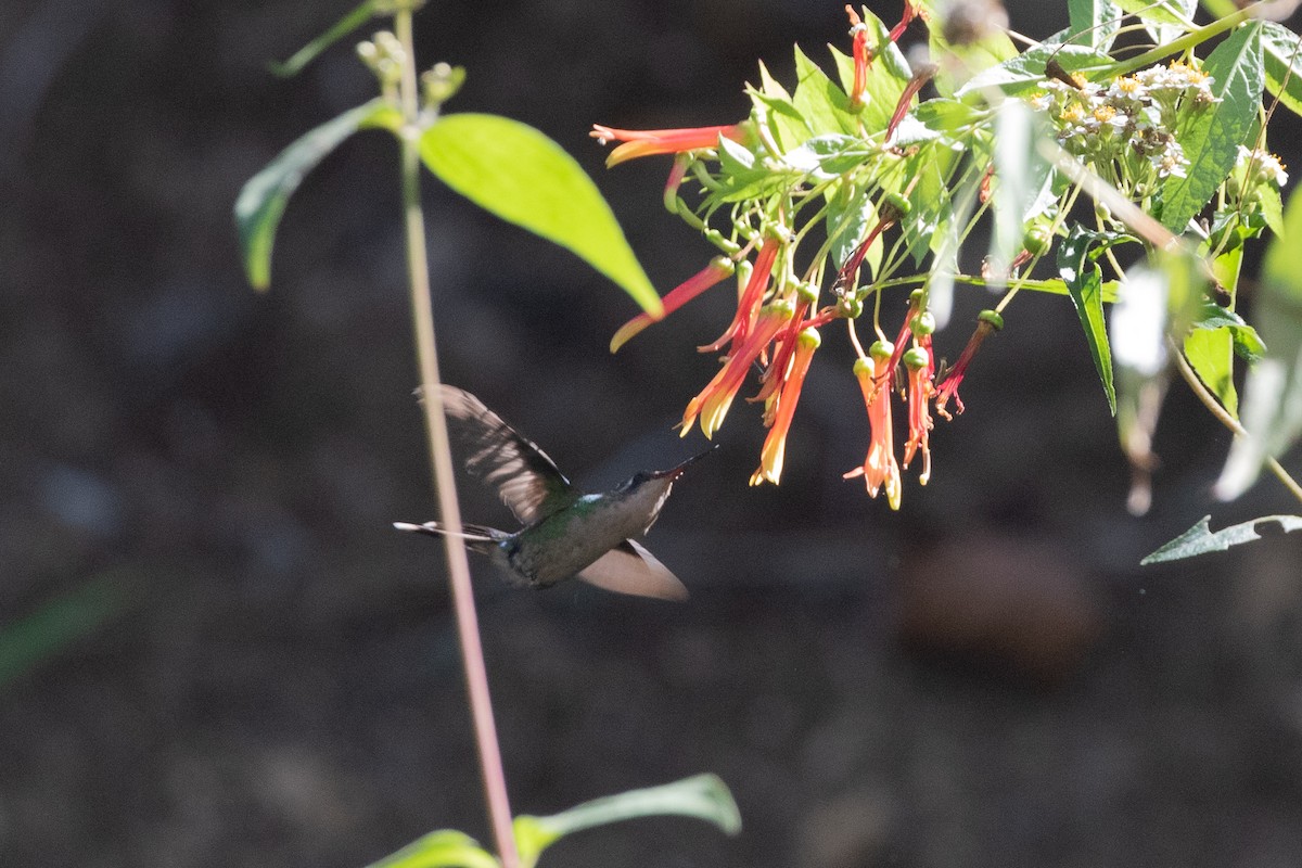 Golden-crowned Emerald - ML615276352