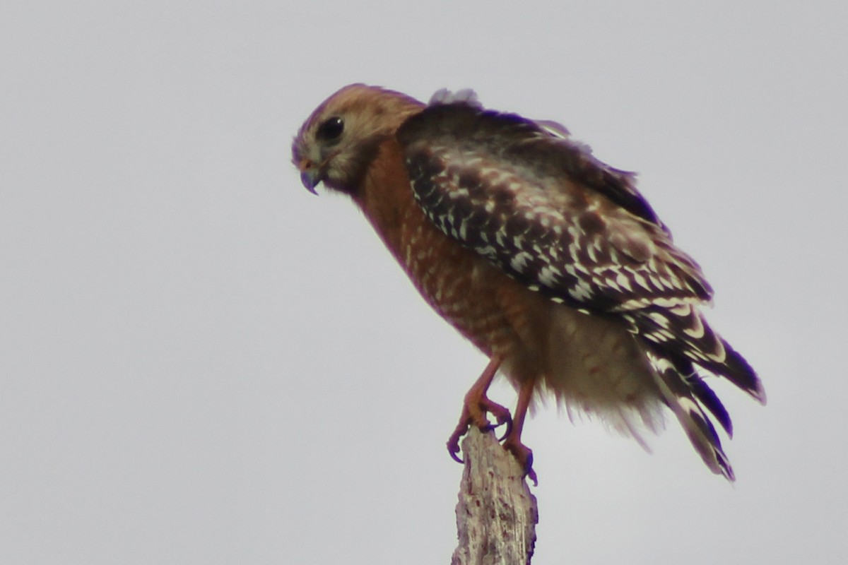 Red-shouldered Hawk - ML615276383