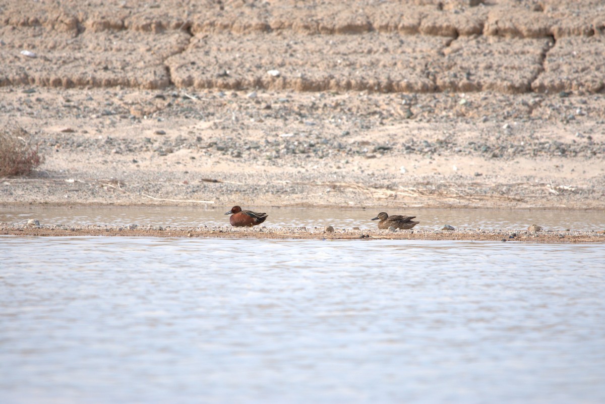 Cinnamon Teal - ML615276399