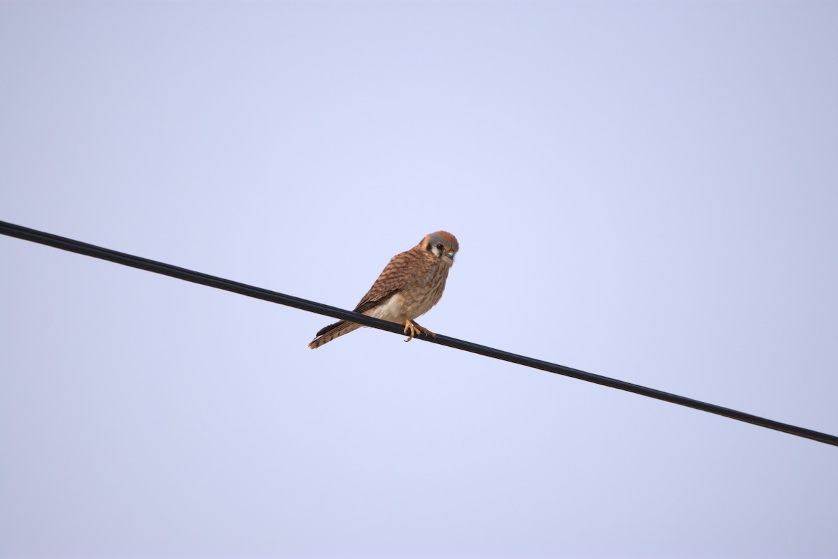American Kestrel - ML615276411