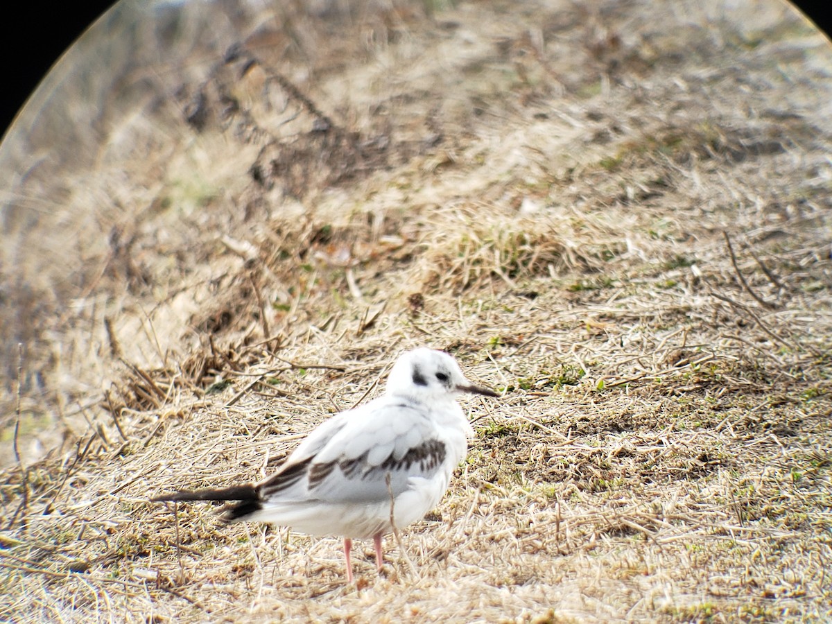 Mouette de Bonaparte - ML615276430