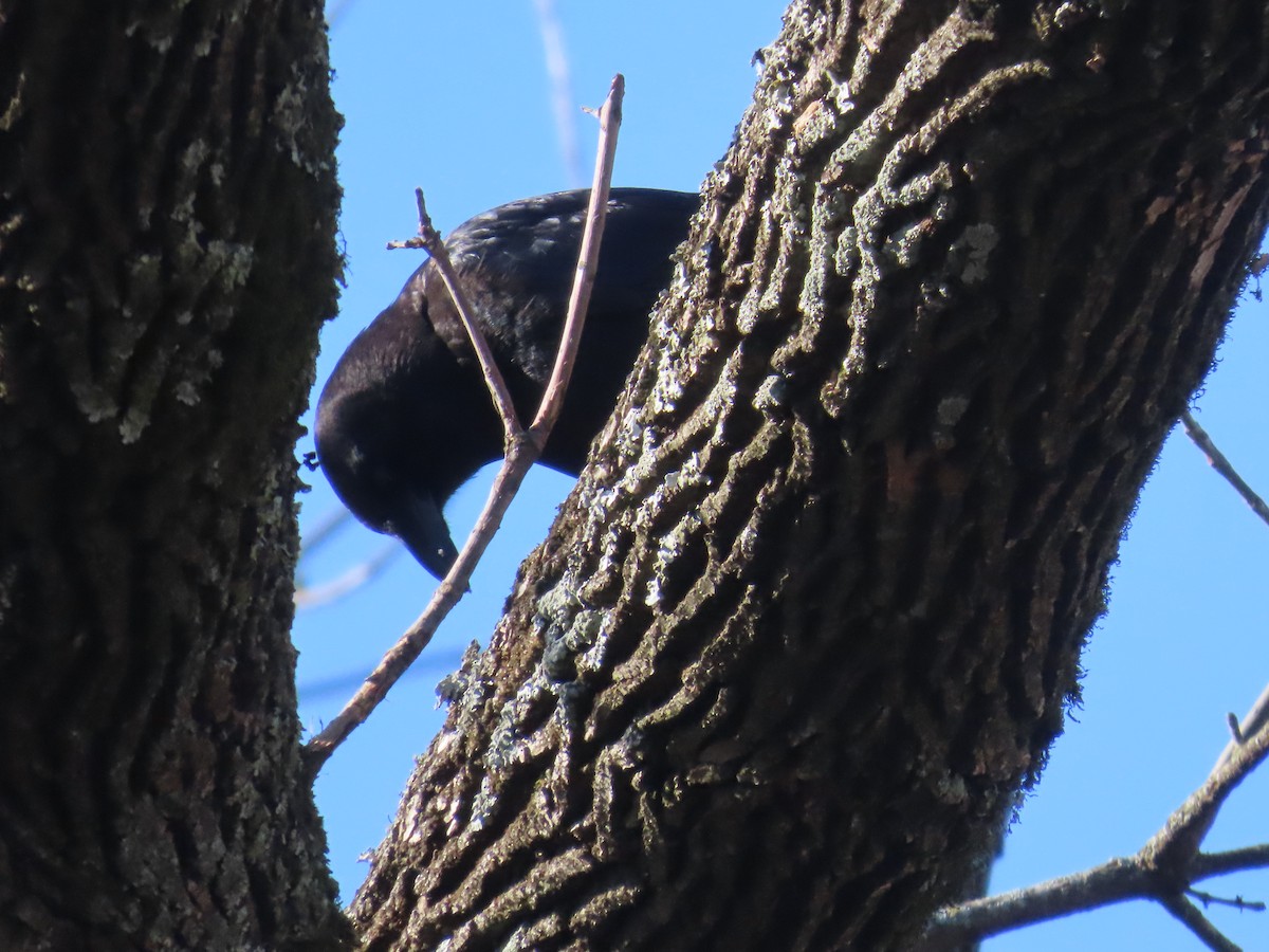 American Crow - ML615276441