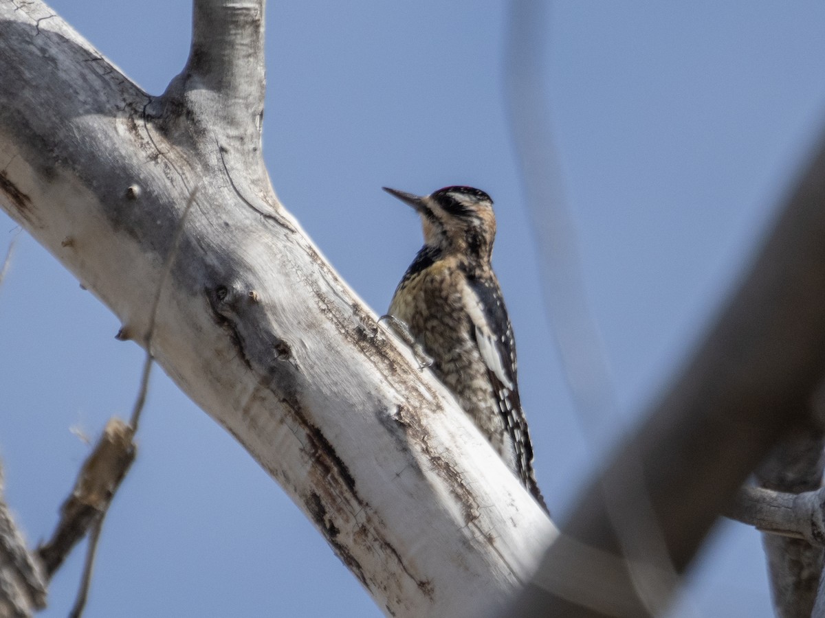 Yellow-bellied Sapsucker - ML615276449