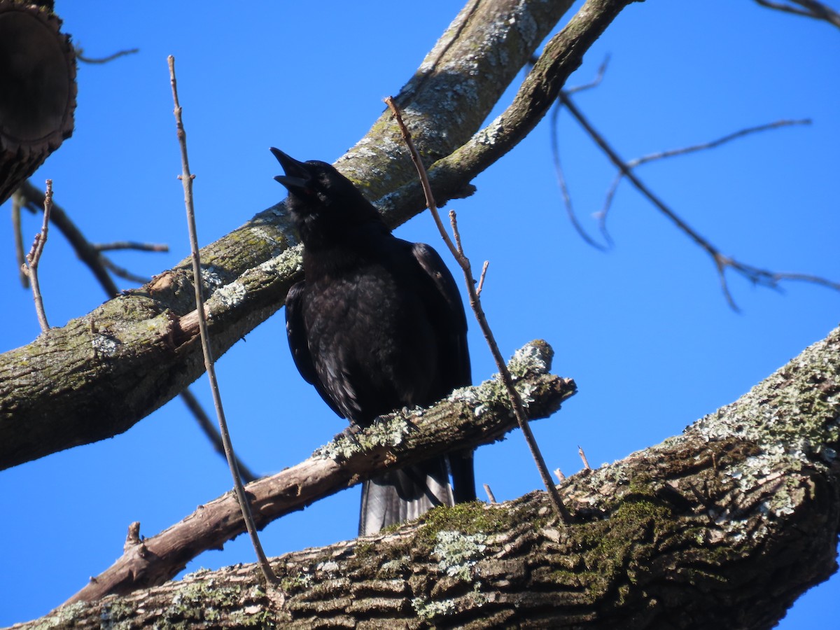 American Crow - ML615276456