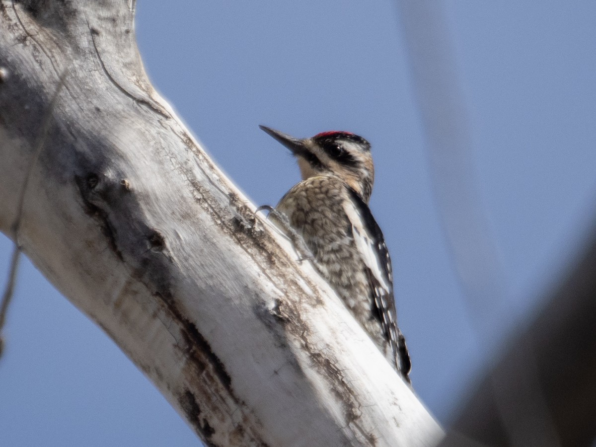 Yellow-bellied Sapsucker - ML615276466