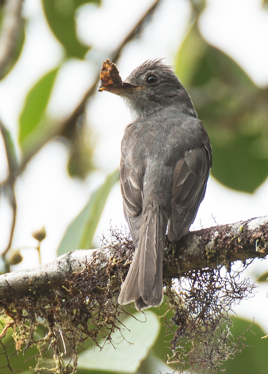 Smoke-colored Pewee - ML615276609