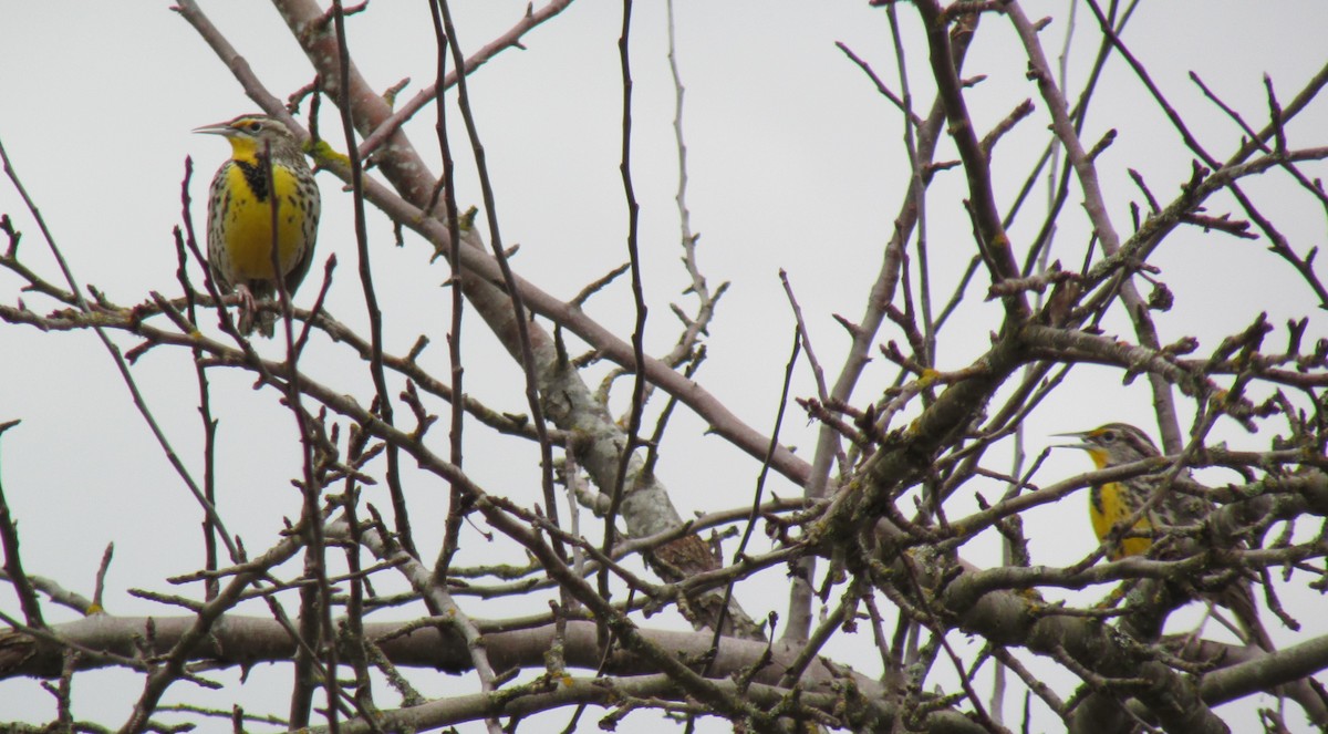 Western Meadowlark - ML615276648