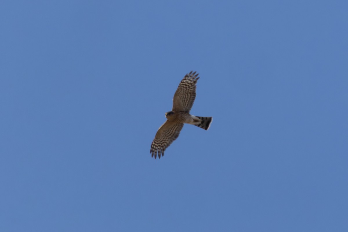 Sharp-shinned Hawk - ML615276651