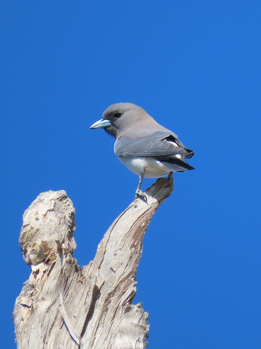 White-breasted Woodswallow - ML615276655