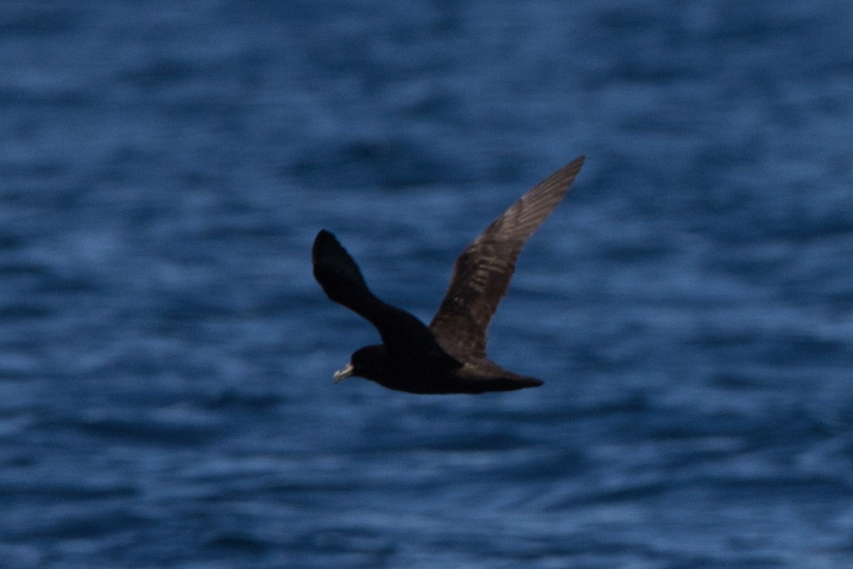 White-chinned Petrel - ML615276695