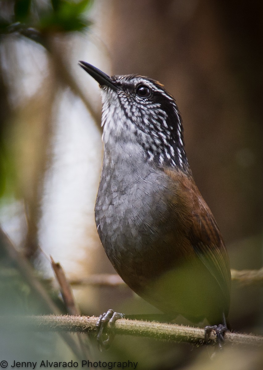 Gray-breasted Wood-Wren - ML615276698