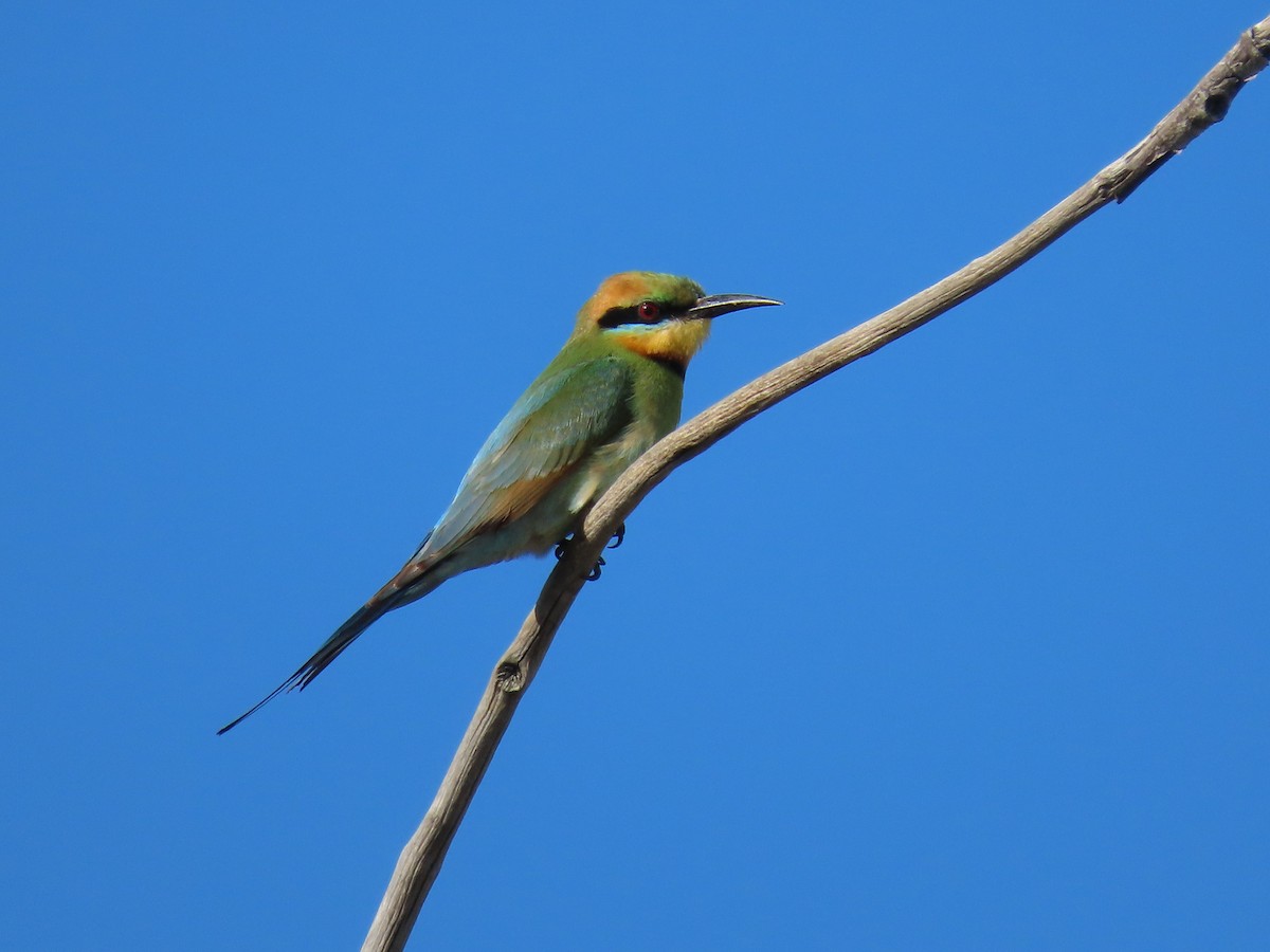 Rainbow Bee-eater - ML615276700
