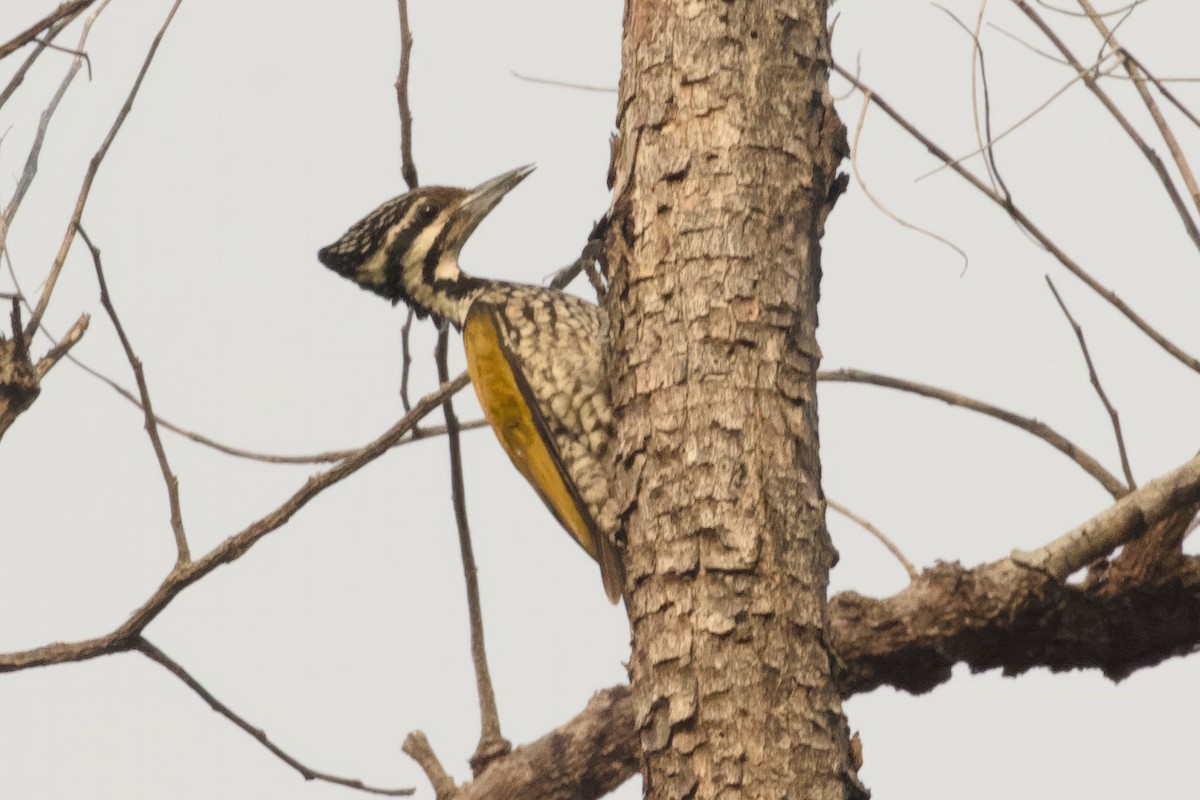 Common Flameback - ML615276720