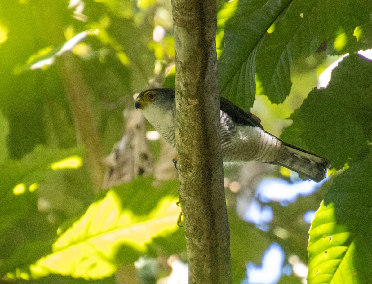 Tiny Hawk - ML615276730