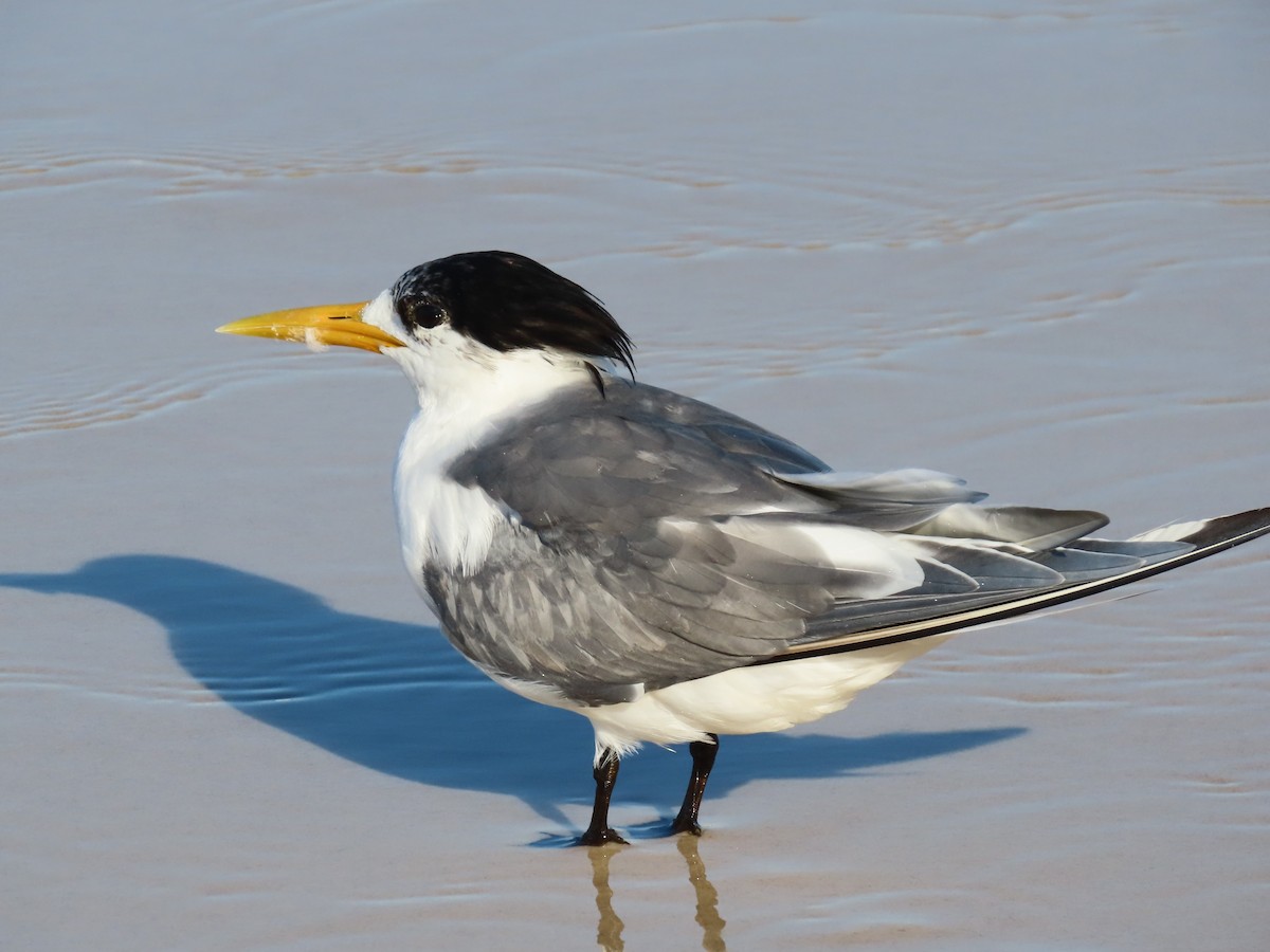 Great Crested Tern - ML615276746