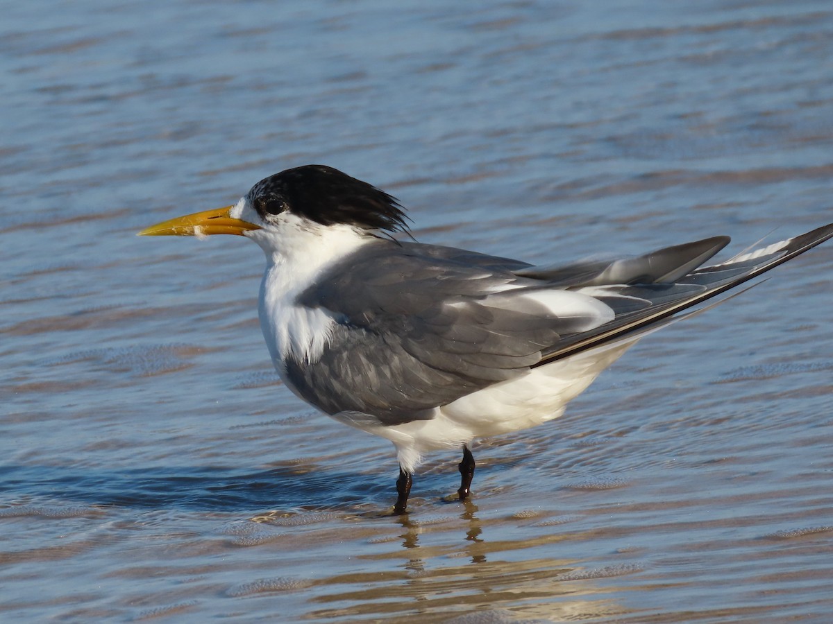 Great Crested Tern - ML615276747