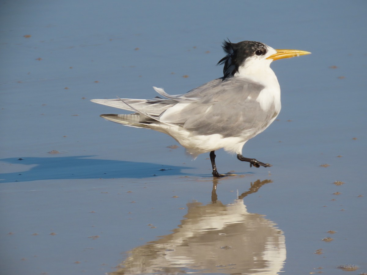 Great Crested Tern - ML615276749