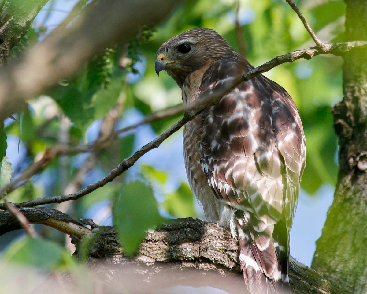 Red-shouldered Hawk (lineatus Group) - ML615276762