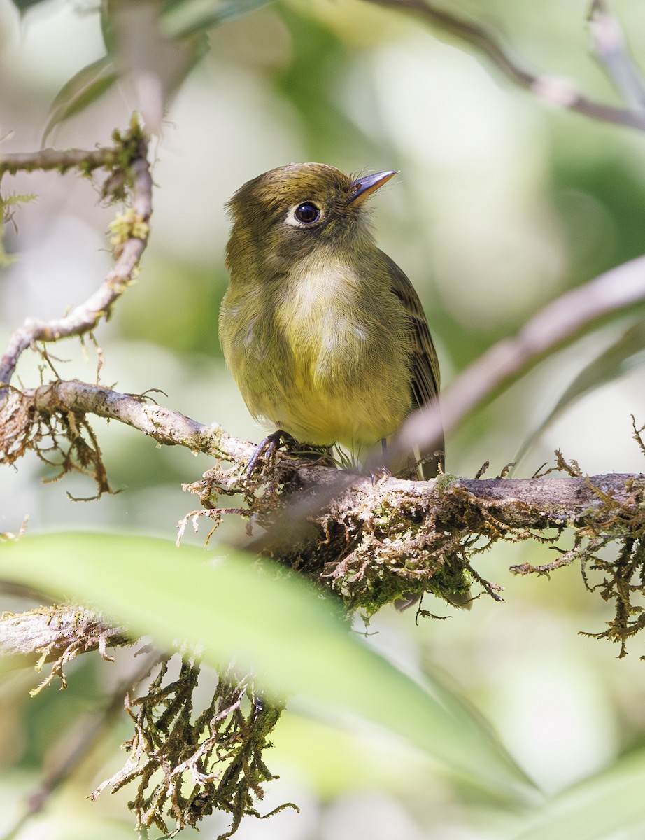 Yellowish Flycatcher - Jason Vassallo