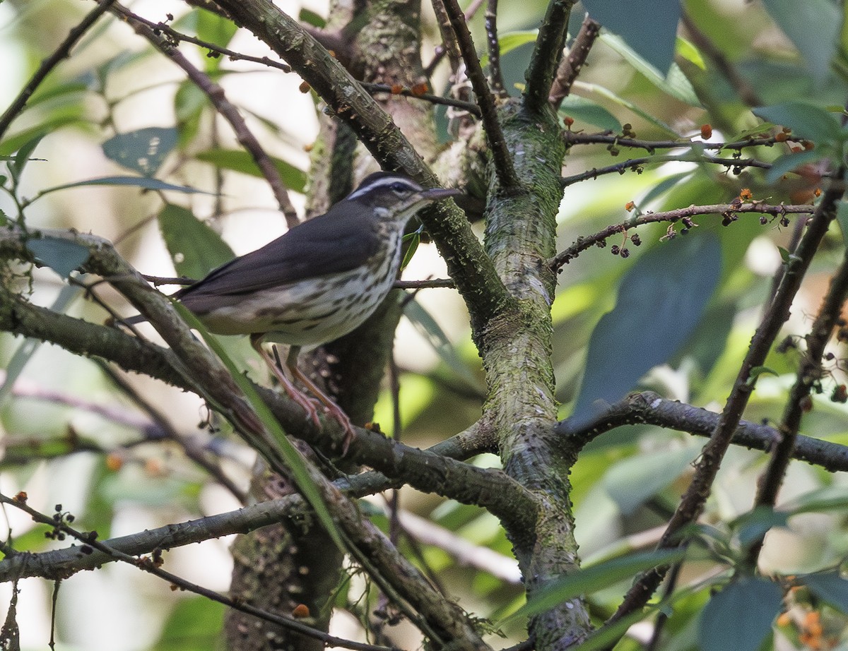 Louisiana Waterthrush - Jason Vassallo