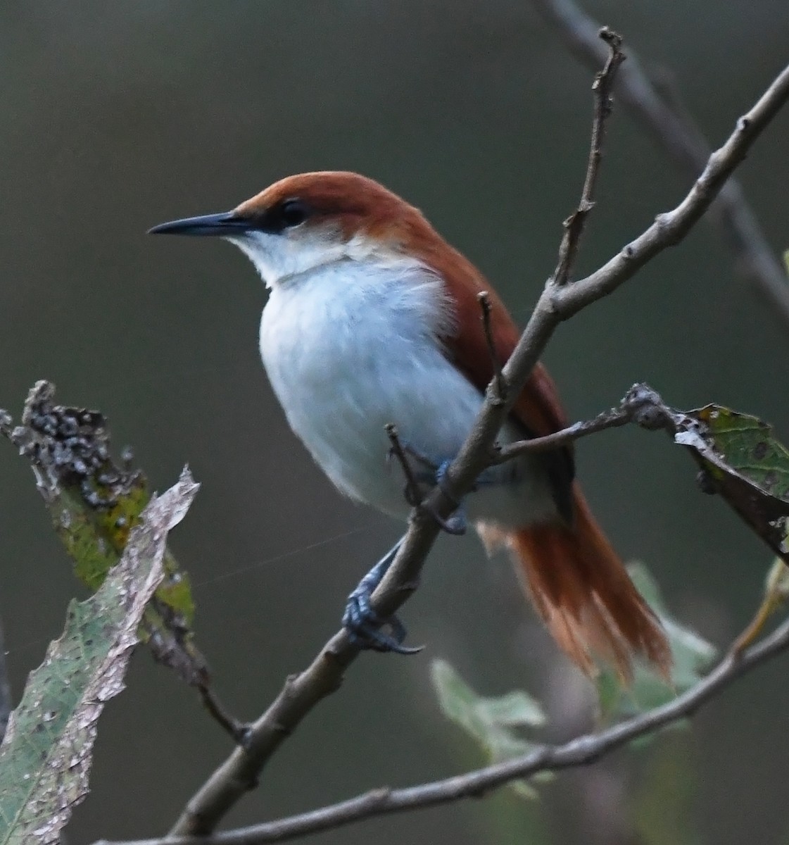 Red-and-white Spinetail - Joshua Vandermeulen