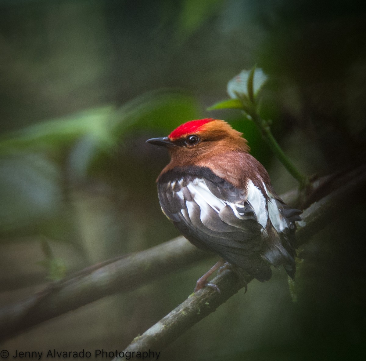 Club-winged Manakin - ML615276813