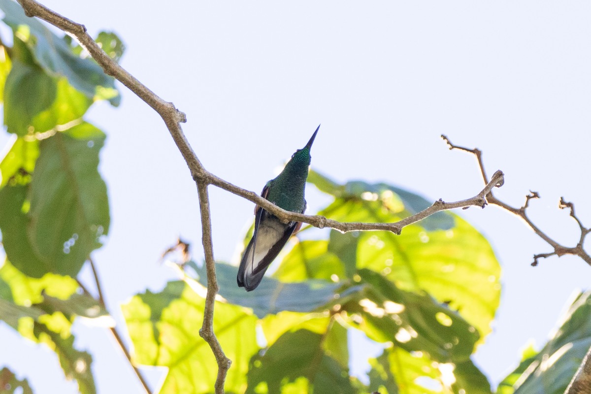 Blue-capped Hummingbird - ML615276861