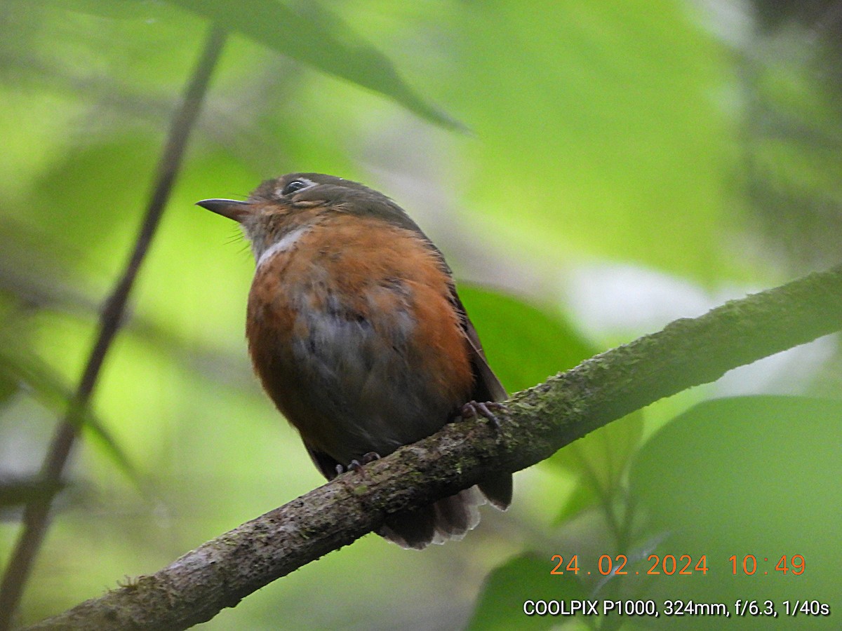 Leymebamba Antpitta - ML615276910