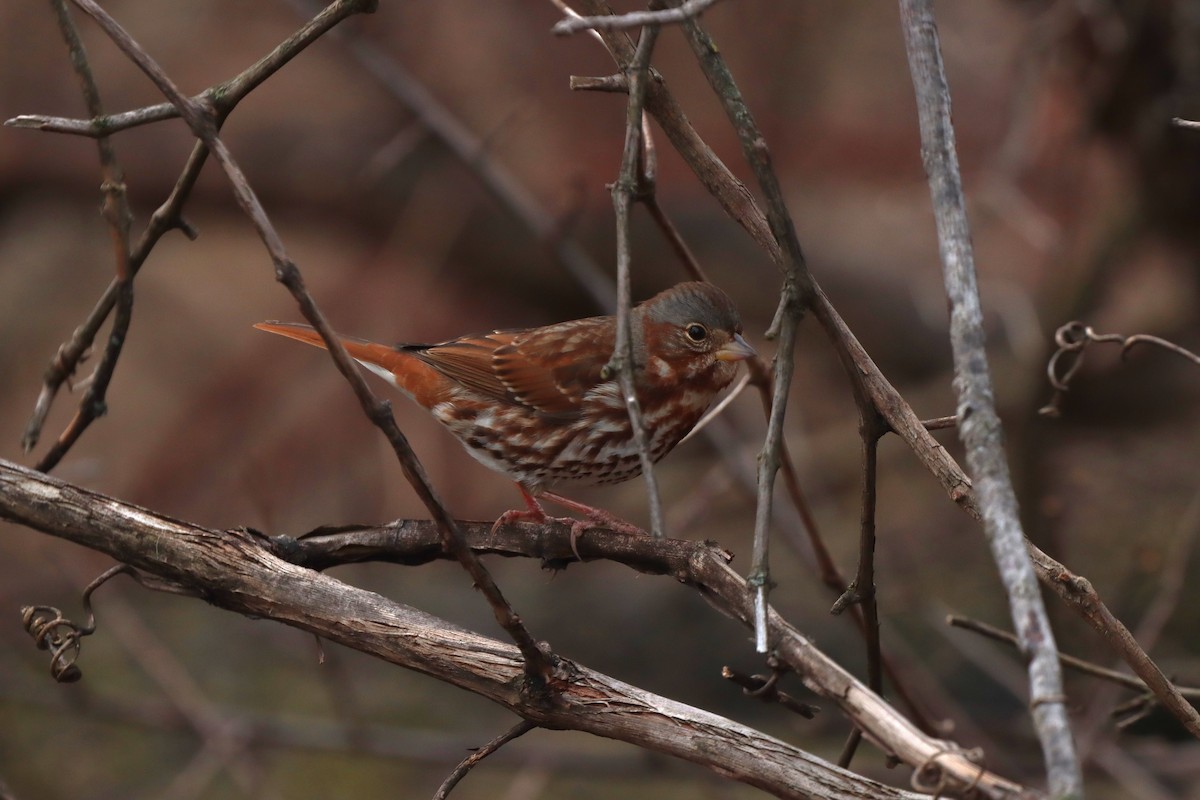 Fox Sparrow - ML615276917