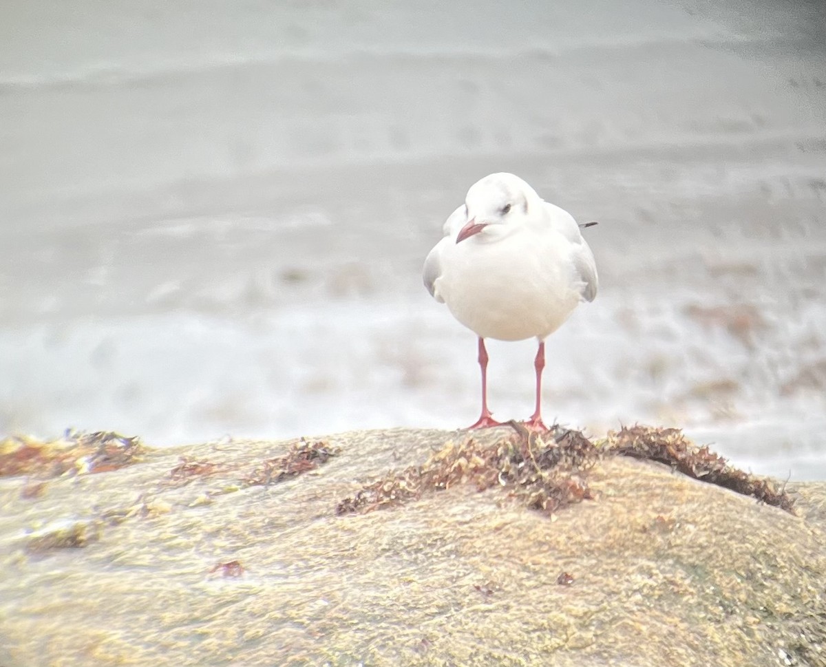 Black-headed Gull - ML615276979