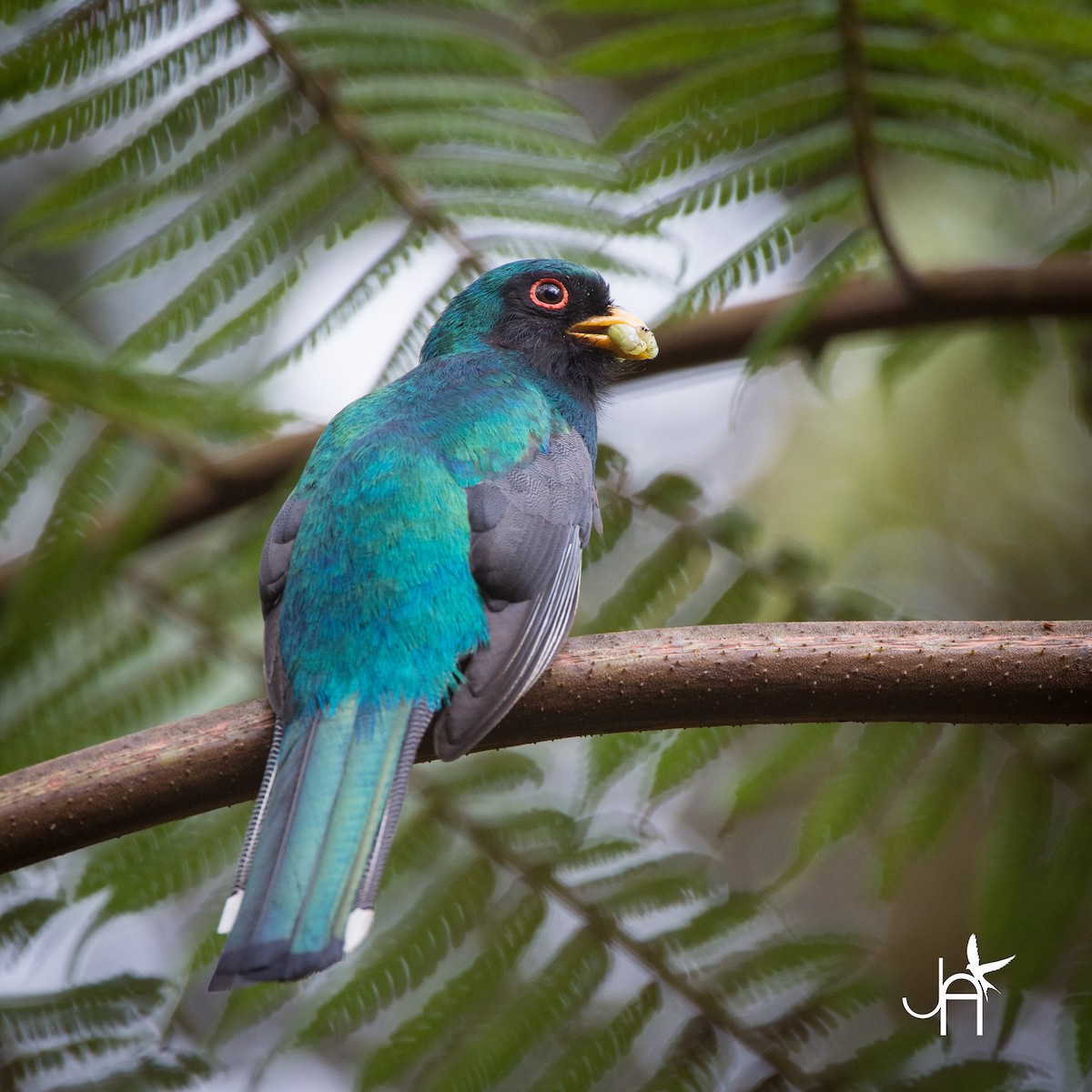 Masked Trogon - Jennifer Alvarado
