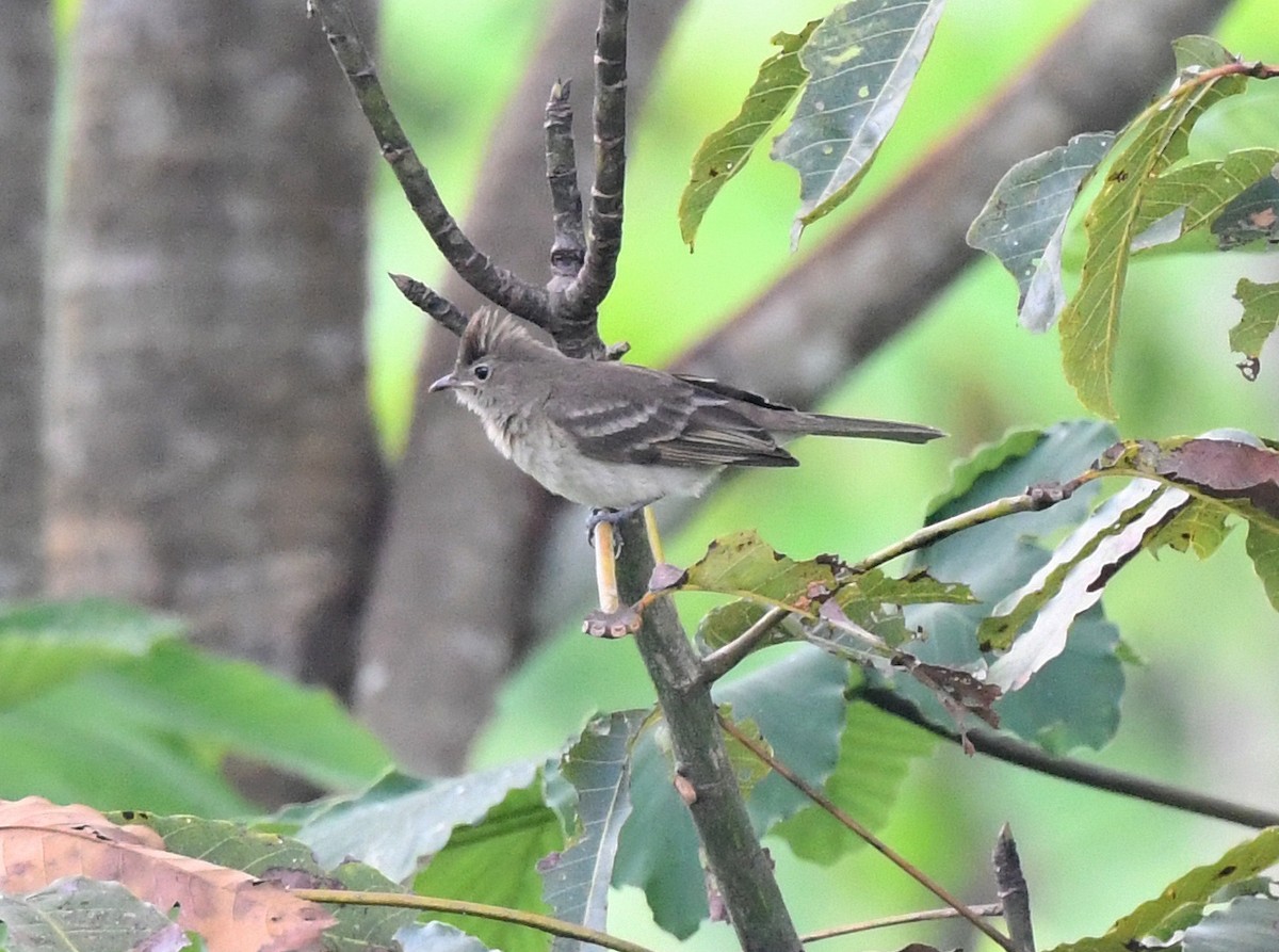 Brownish Elaenia - ML615277034