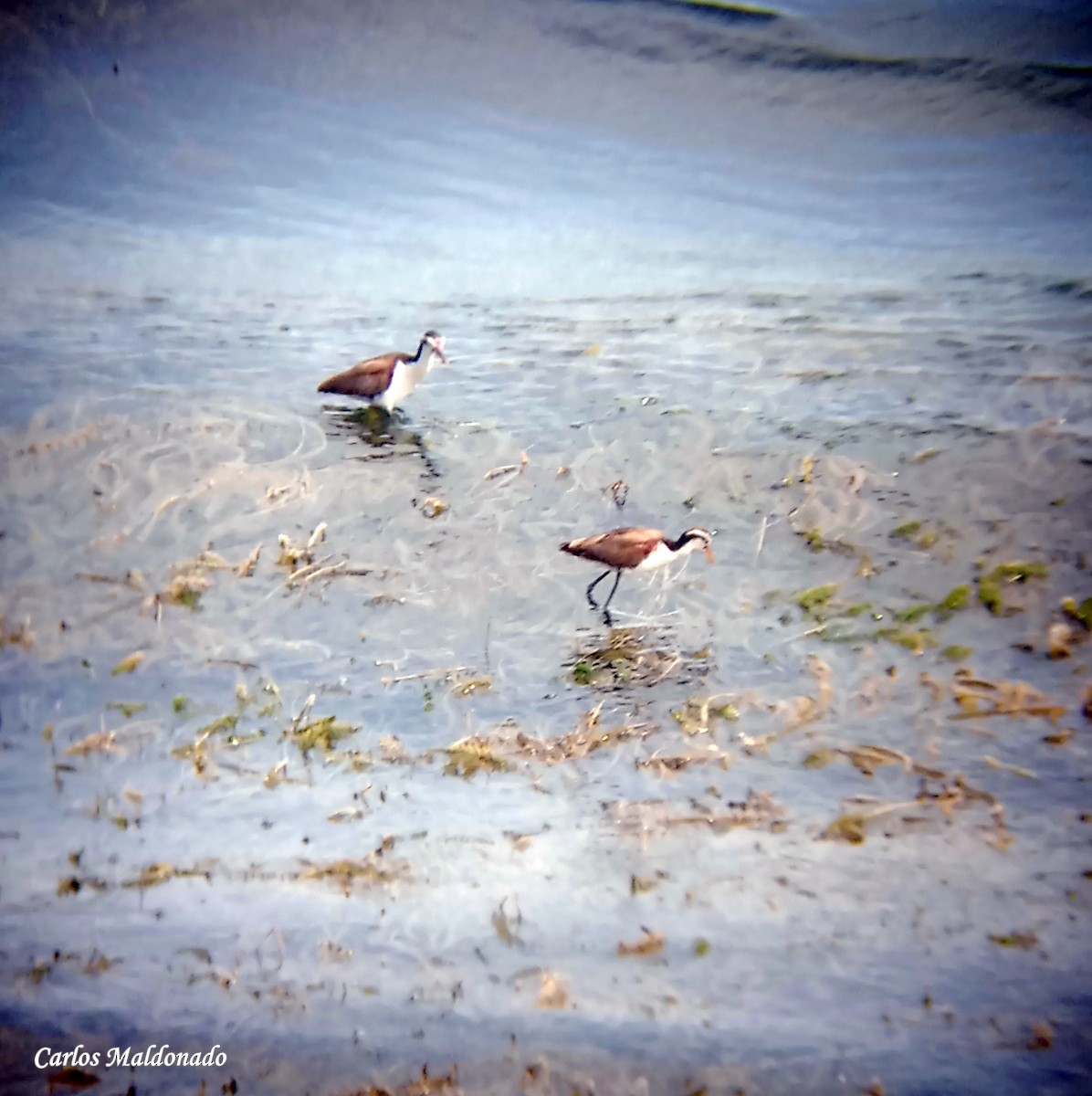 Wattled Jacana - ML615277036