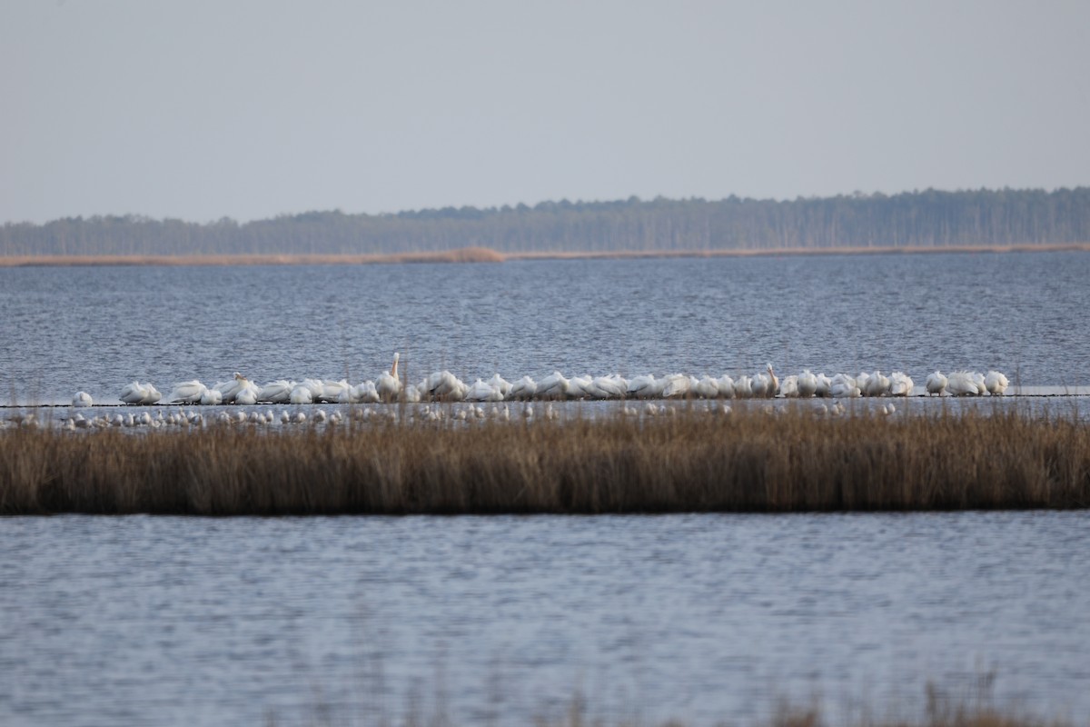 American White Pelican - ML615277050