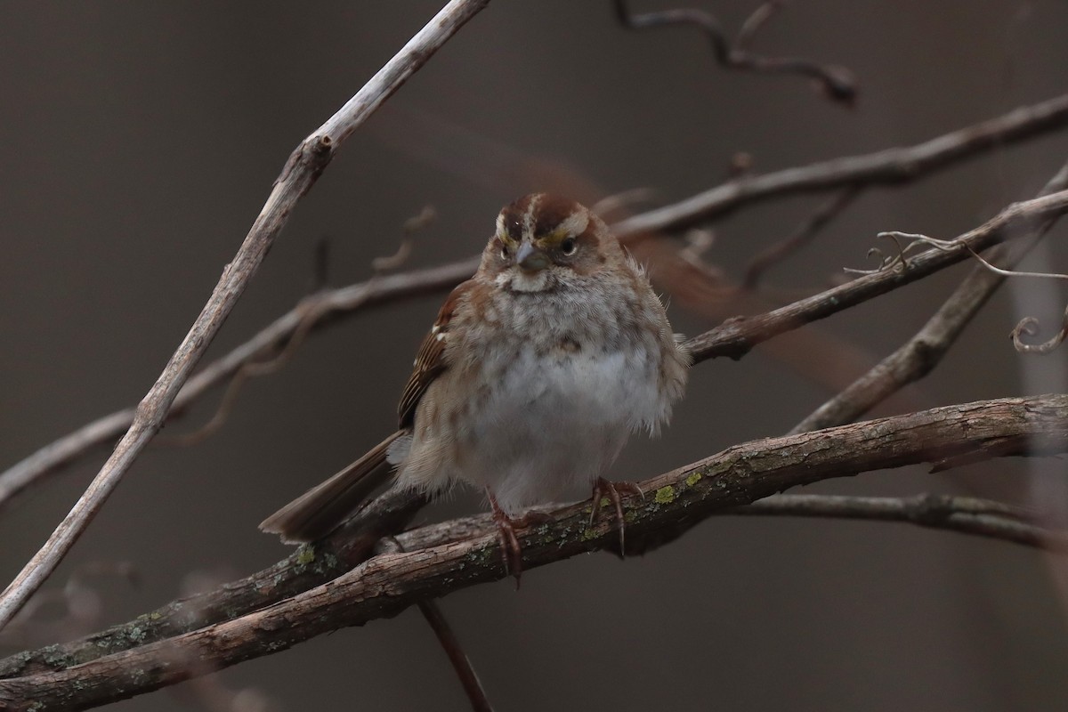 White-throated Sparrow - ML615277059