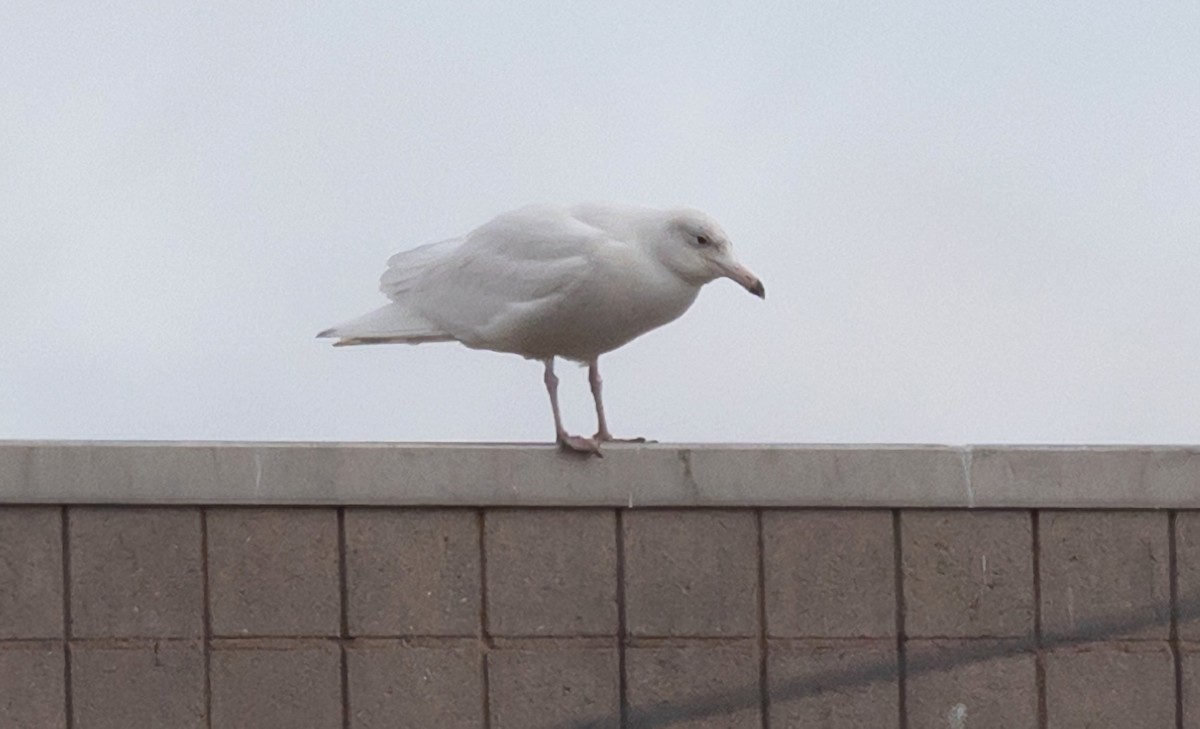 Glaucous Gull - ML615277099