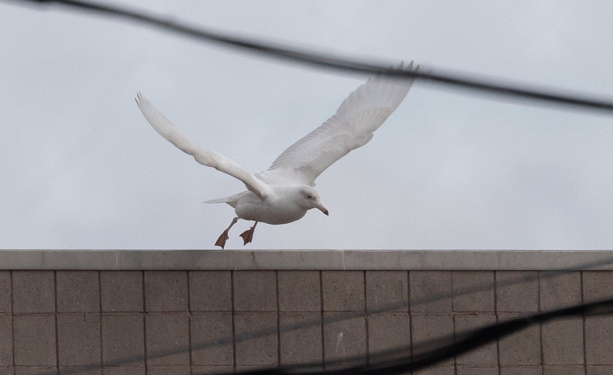 Glaucous Gull - Jeanne Cimorelli