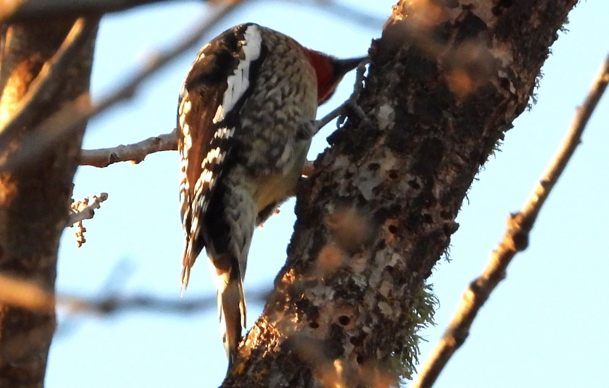 Yellow-bellied/Red-naped Sapsucker - Douglas Long
