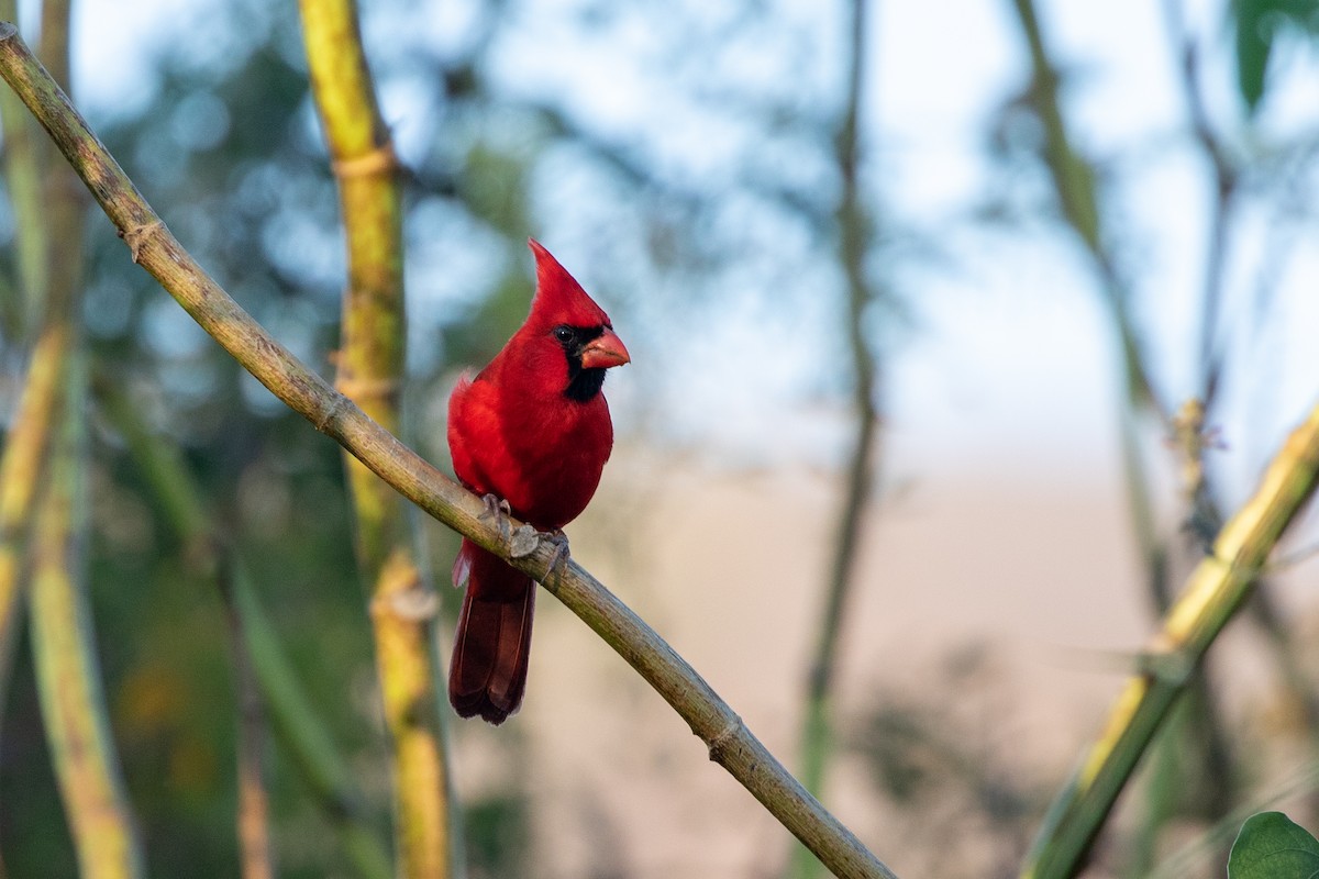 Northern Cardinal (Long-crested) - ML615277133