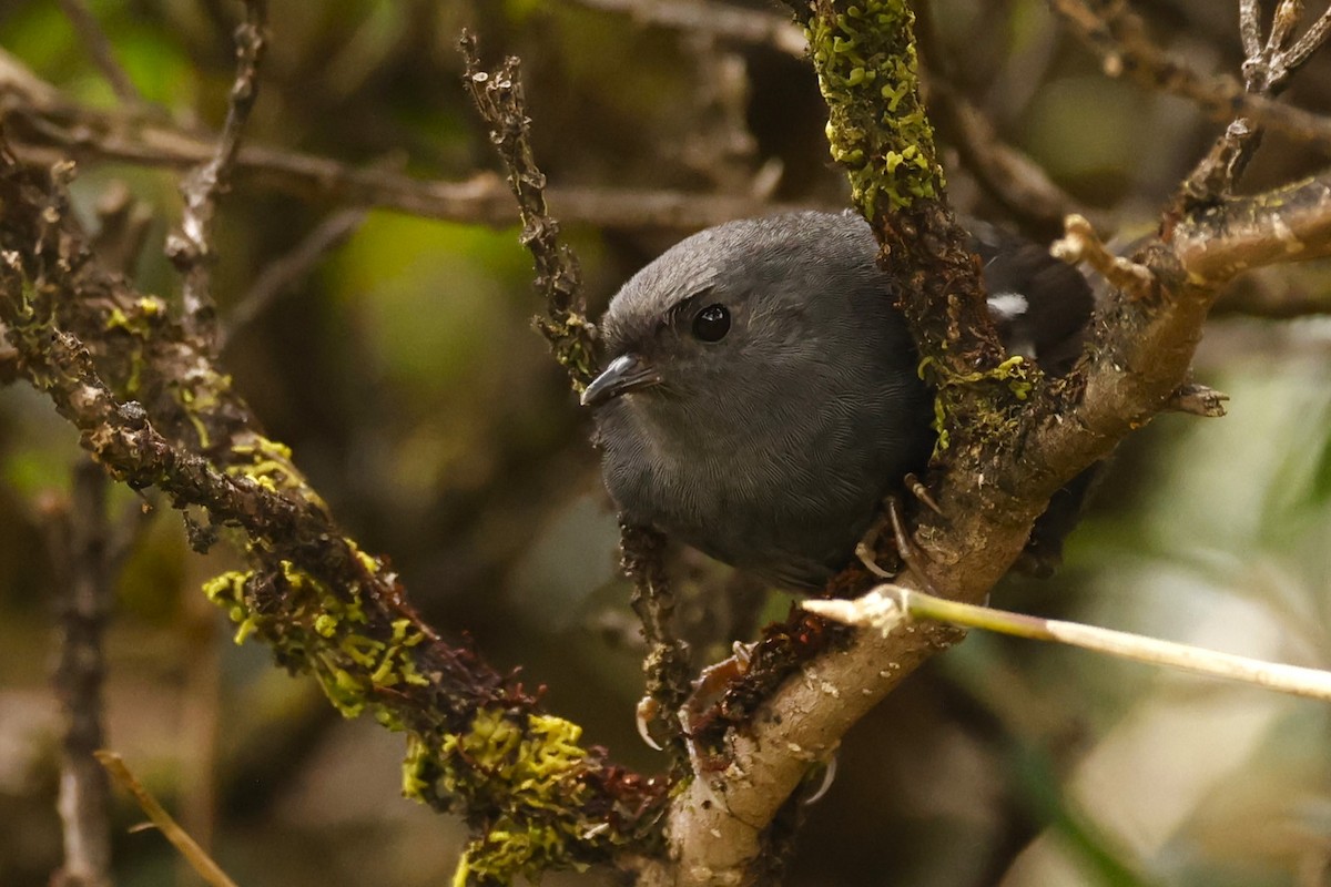 Loja Tapaculo - ML615277153