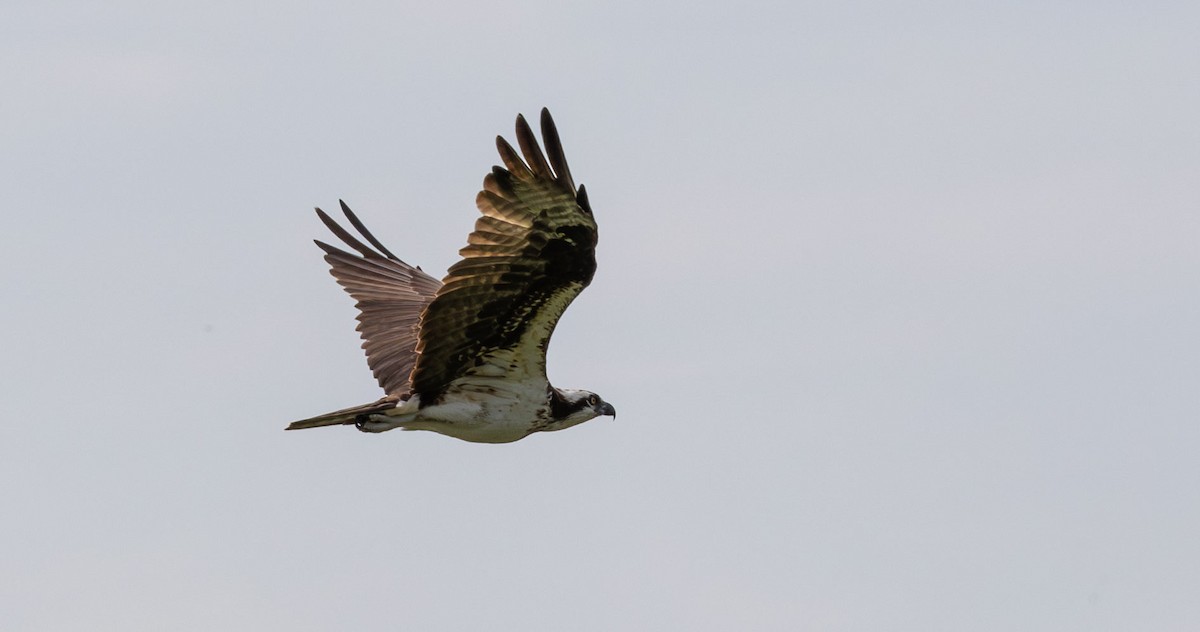 Osprey - Celesta von Chamier