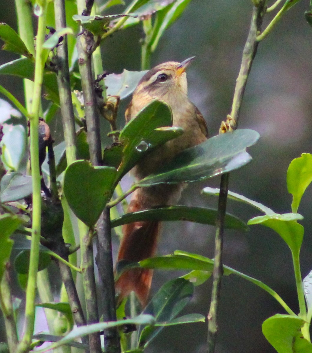 Olive Spinetail - Pedro Behne