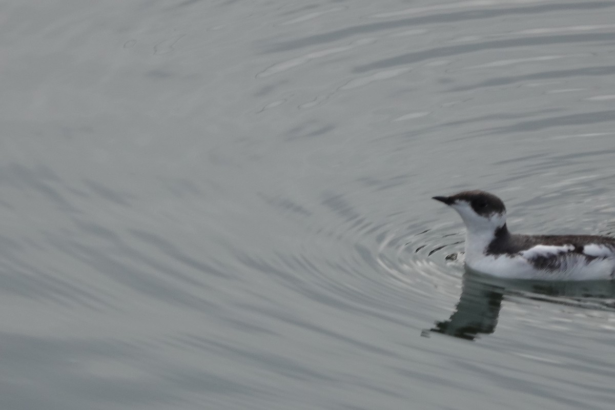 Marbled Murrelet - karen saxton