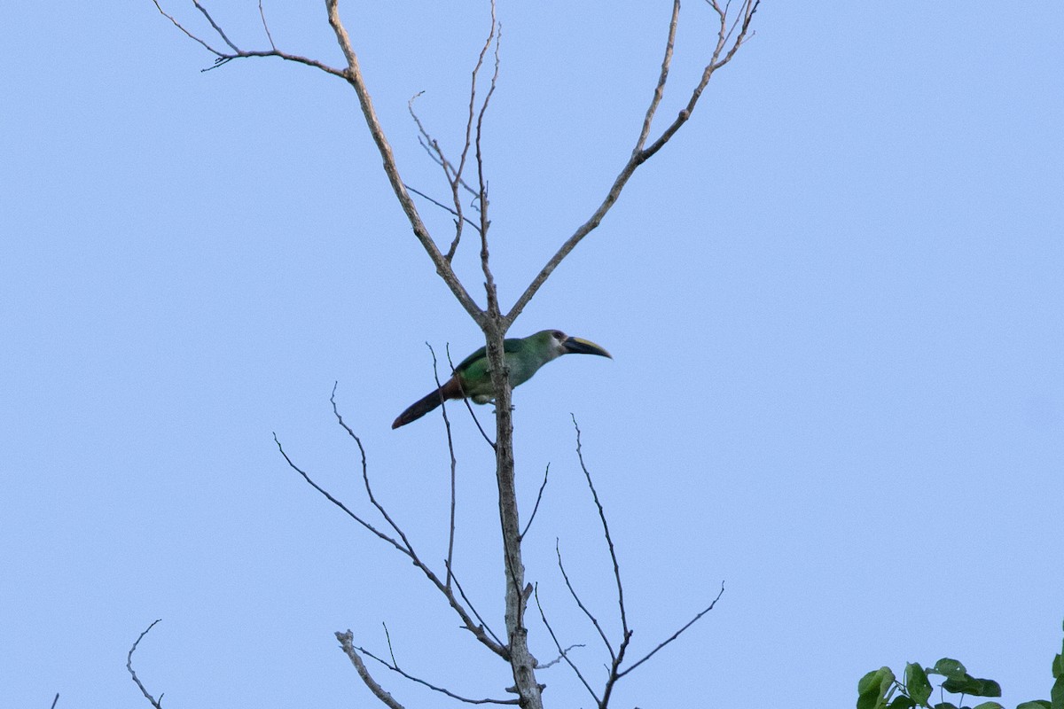 arassari smaragdový (ssp. wagleri) - ML615277276