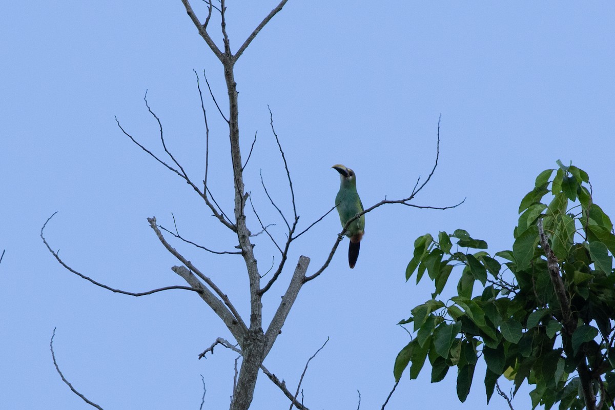 arassari smaragdový (ssp. wagleri) - ML615277277